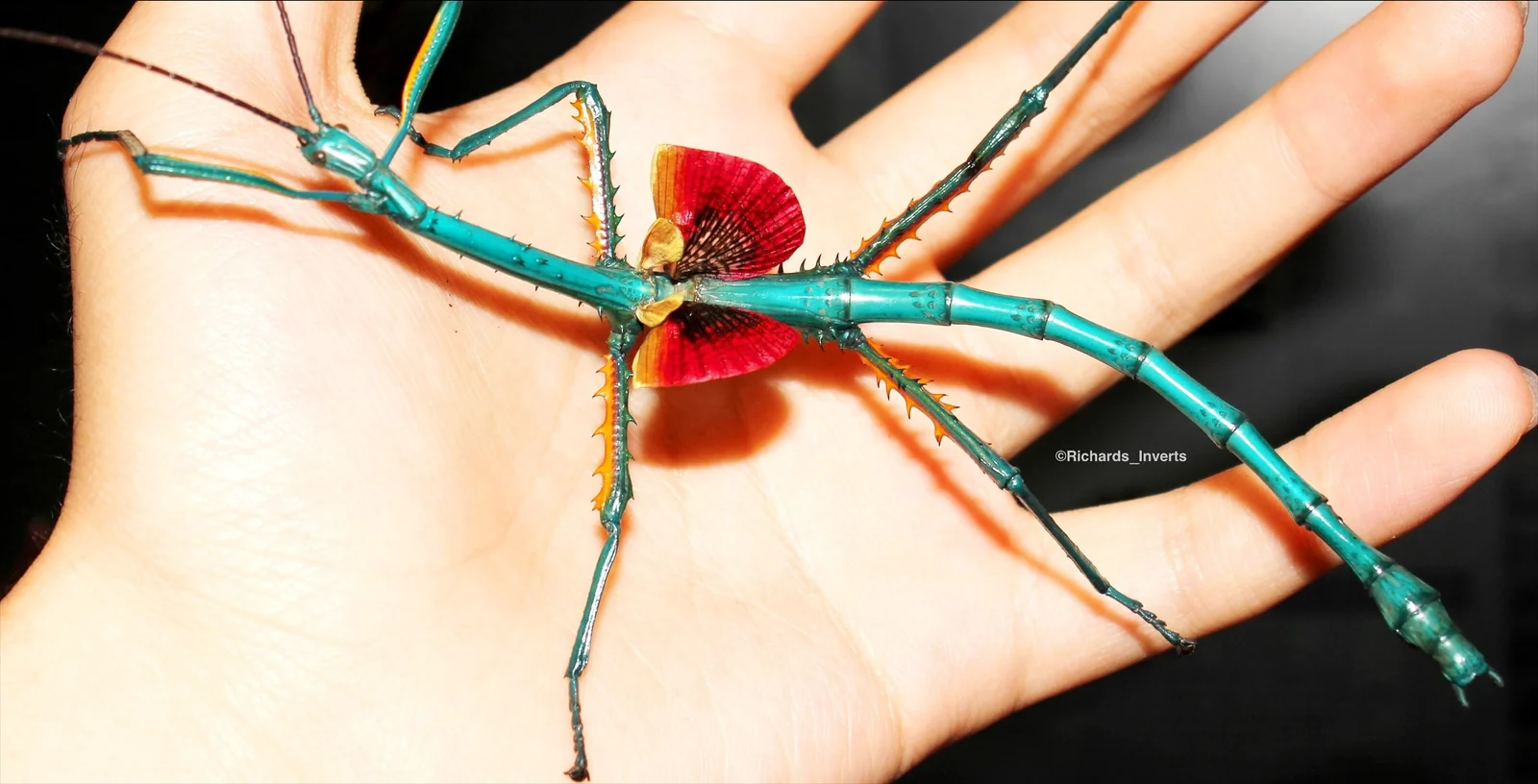 Exotic Nature Meets High Fashion