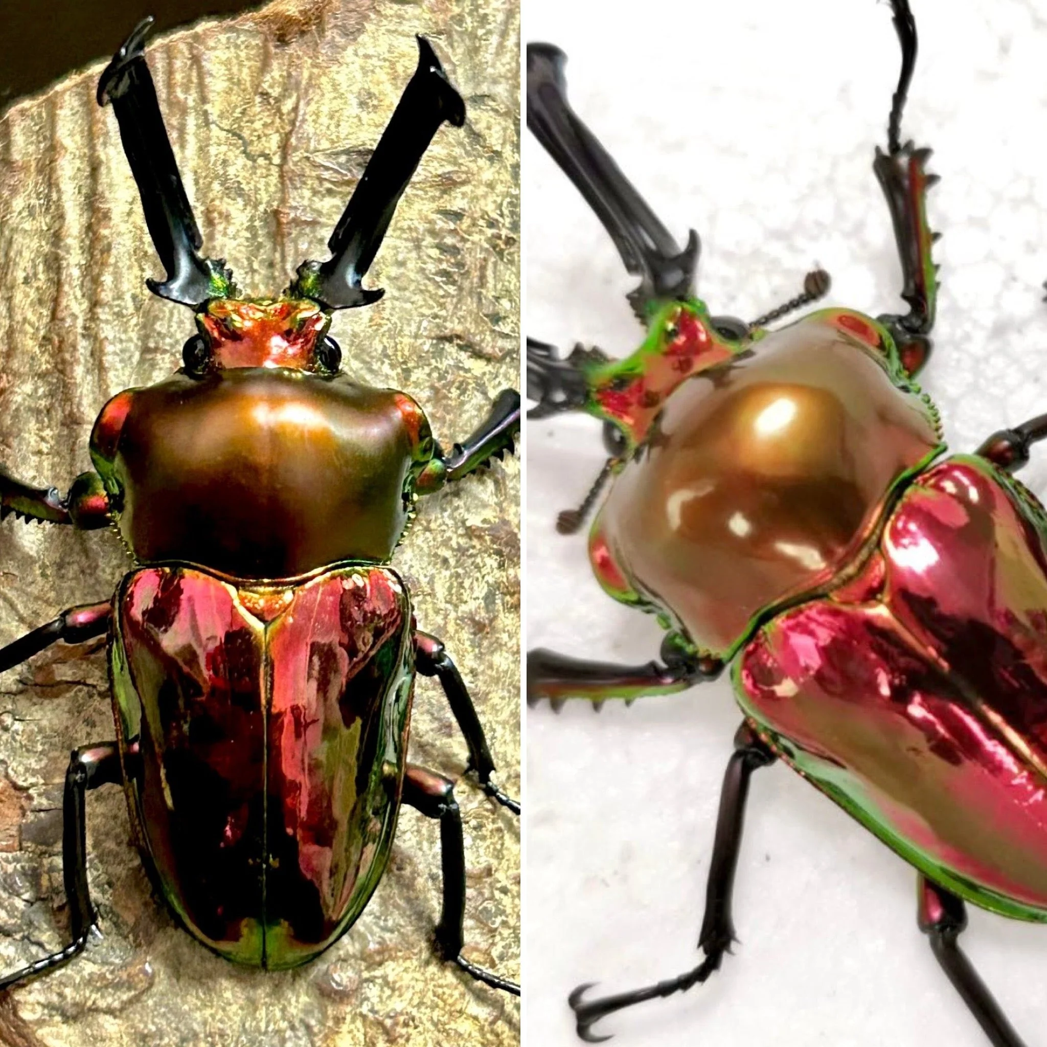 Stag Beetles