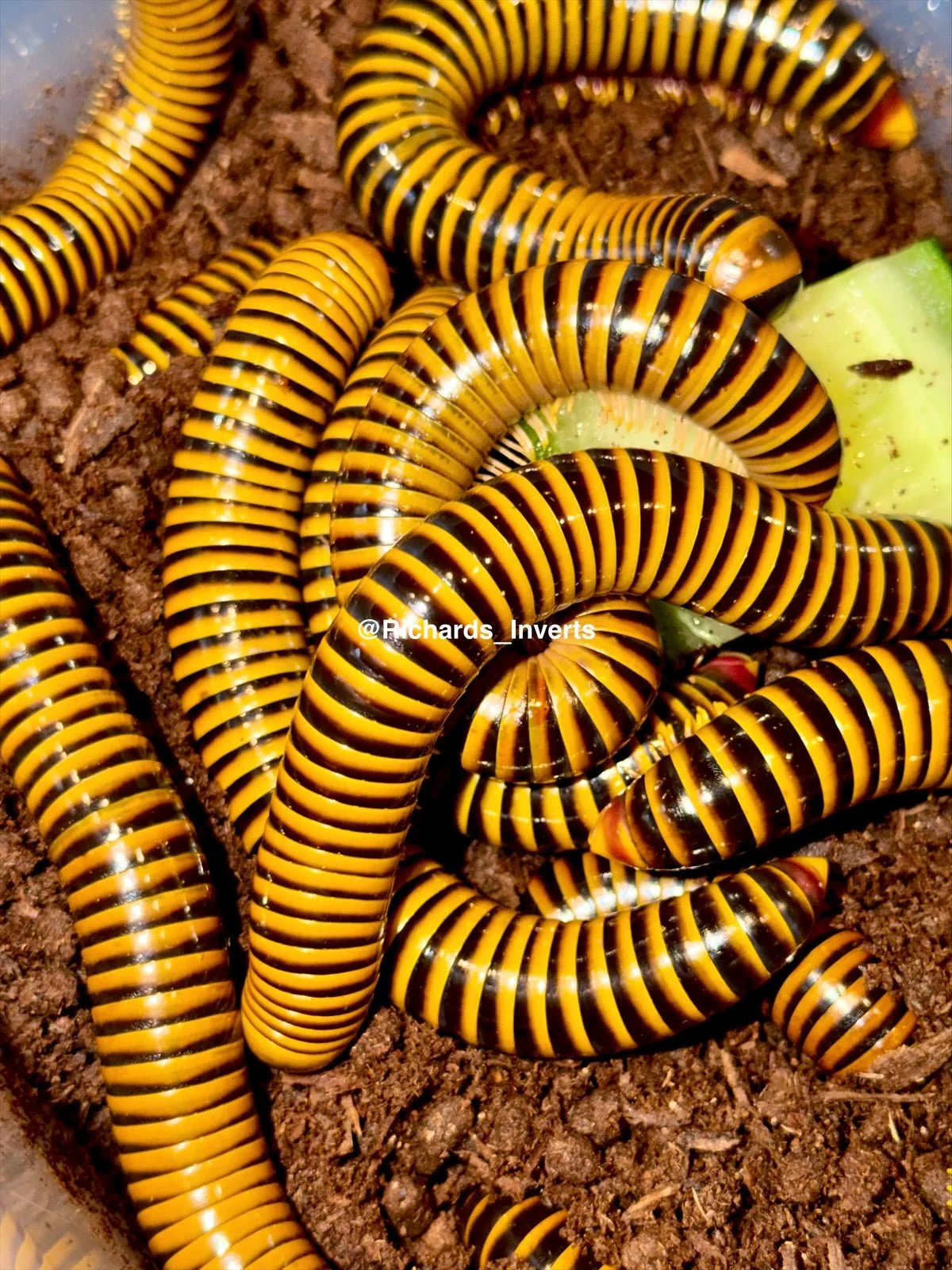 Millipedes