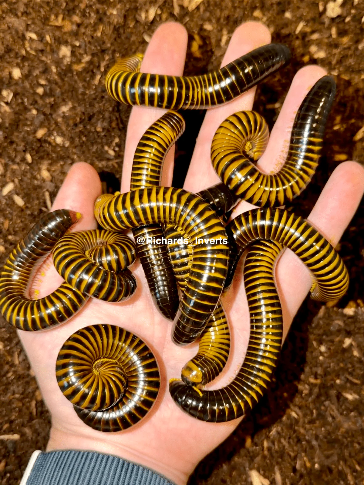 Other Inverts